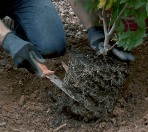 BUSH/SMALL TREE PRUNING AND THINNING